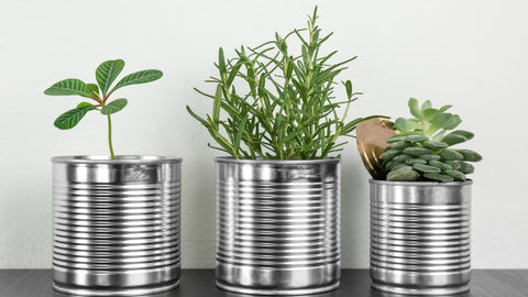 Growing plants in aluminum cans.