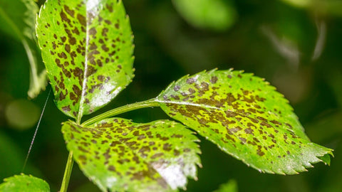 Leaf spot