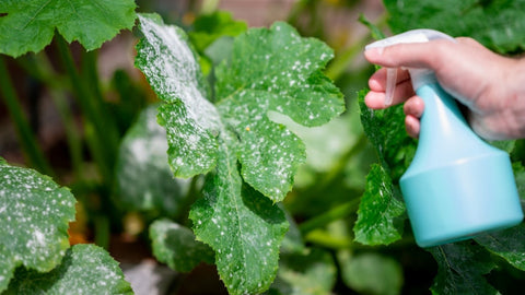 Applying pest control spray to plant leaves