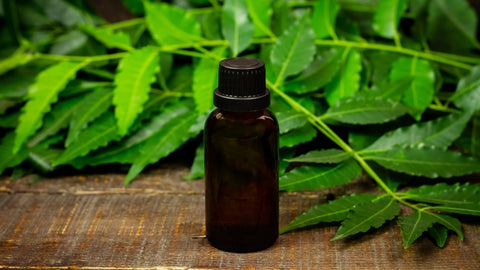 Neem oil and neem leaves