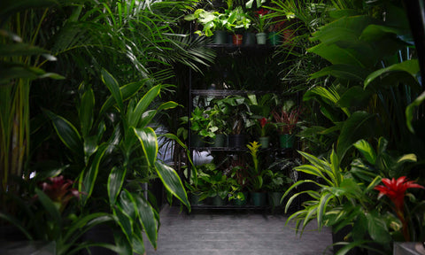 Jungle NYC: Plant and Garden Store in Williamsburg, Brooklyn