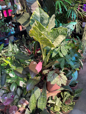 Pollyn Plant and Garden Store in Williamsburg, Brooklyn