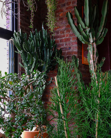 Tula House Plant and Garden Shop in Greenpoint, Brooklyn
