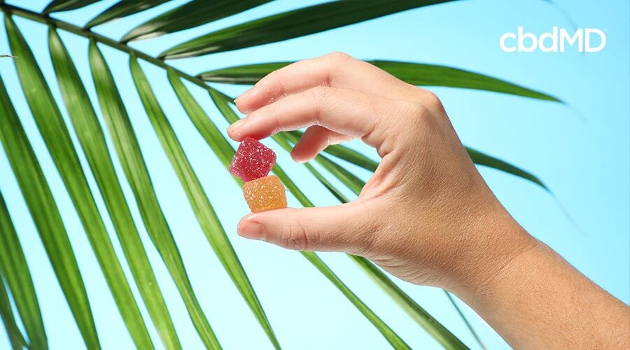 A person holding two cbdMD gummies.
