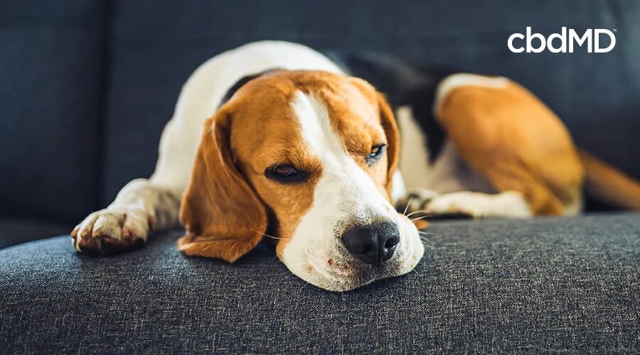 ill basset hound laying on sofa