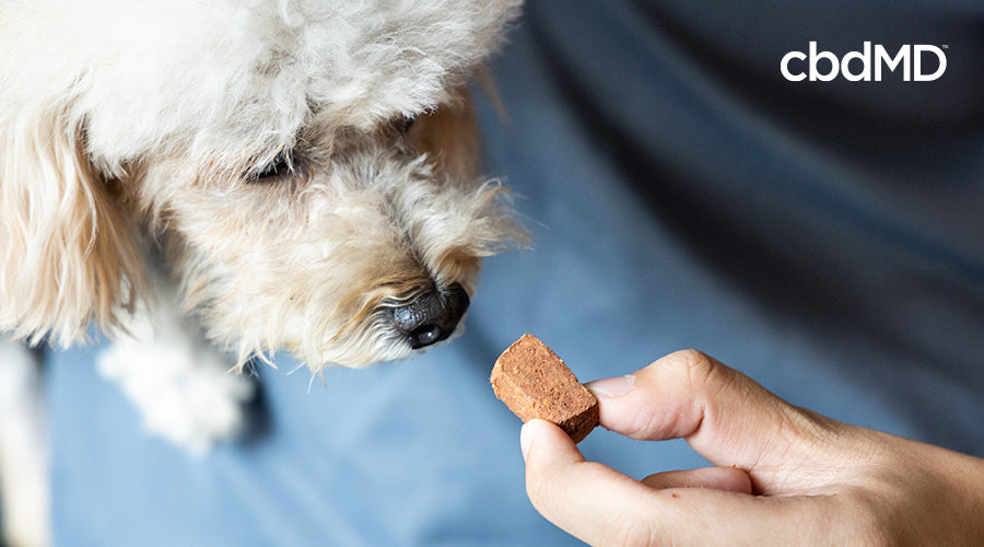 Persona que le da masticable de cbd a un perro pequeño