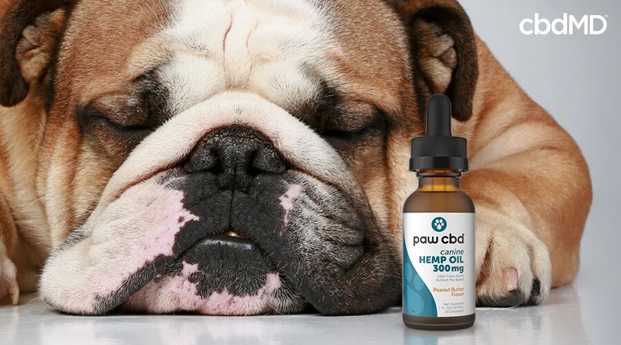 A dog laying down and sleeping next to paw cbd canine hemp oil peanut butter flavored - cbdMD