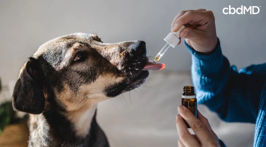 Perro que toma CBD para mascotas con tintura de cbdMD