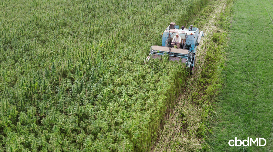 Farmer Cultivating Hemp in Field