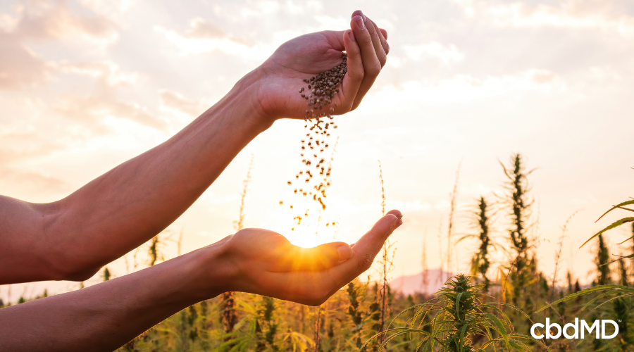 Farmer Holding Hemp Seeds in Agricultural Field