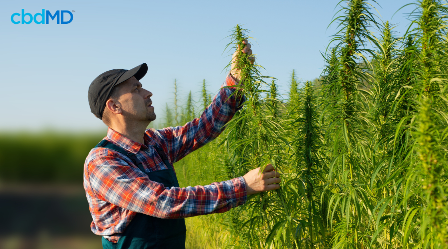 Farmer Tending to Hemp Crop in Field