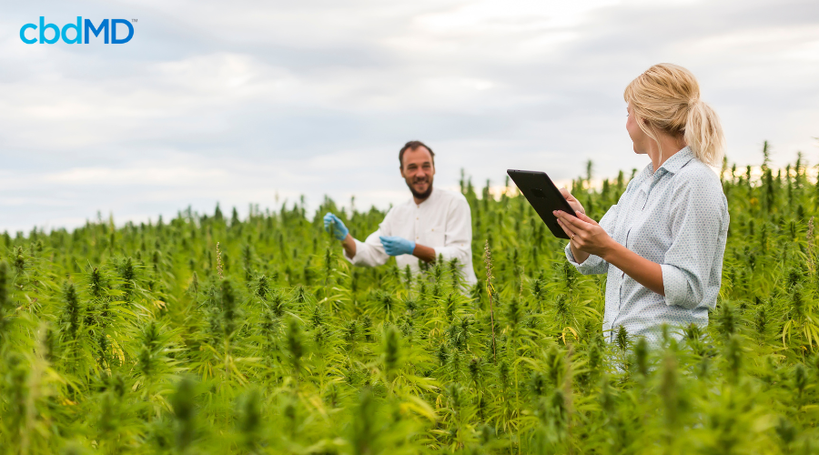 Farmers Checking Thriving Hemp Field