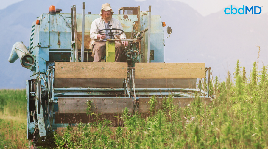 Man Harvesting Sustainable Hemp Field