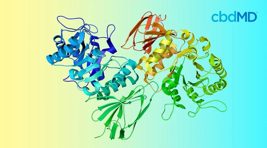 n image depicting metabolic enzymes