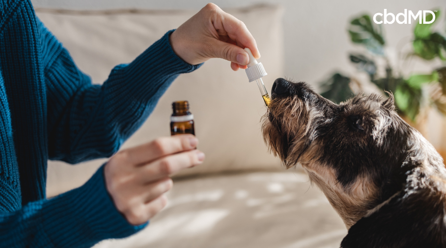 Person Giving Their Dog CBD Product