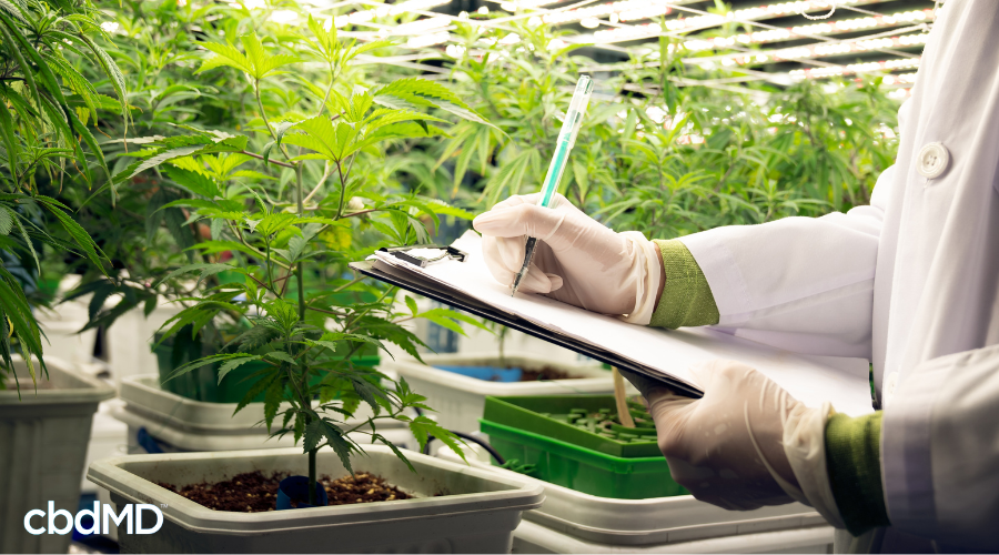 Scientist Studying Hemp for Cannabinoid Research