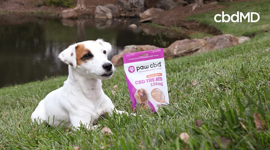 A jack russell terrier sits in the grass at a park next to a bag of cbd dog treats from cbdmd