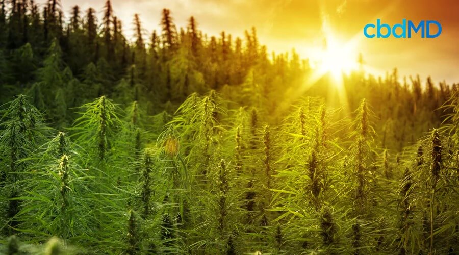 The sun rises over a field of mature hemp plants