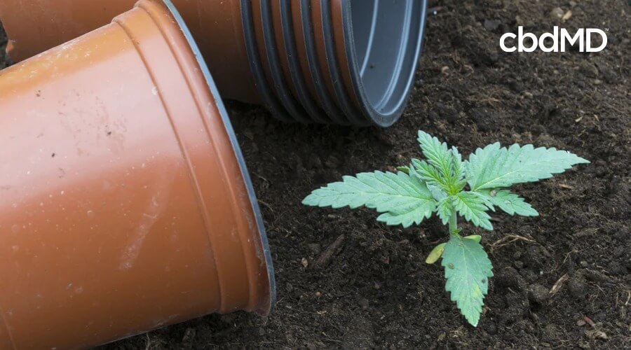 A fresh seedling sprouts out of fertile soil next to overturned pots