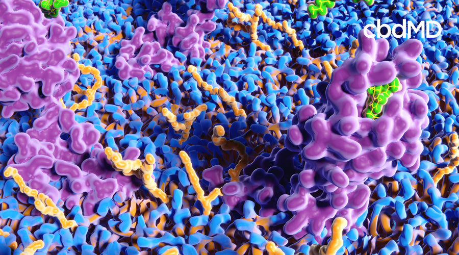 Partes del sistema endocannabinoide vistas bajo un microscopio electrónico en azul, morado y amarillo.