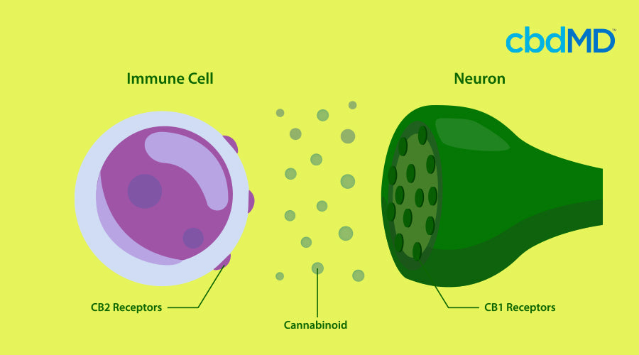 Um diagrama mostra a relação entre receptores CB2, canabinóides e neurônios