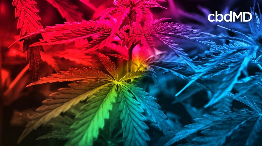 Uma grande planta de cannabis é coberta com cores brilhantes do arco-íris