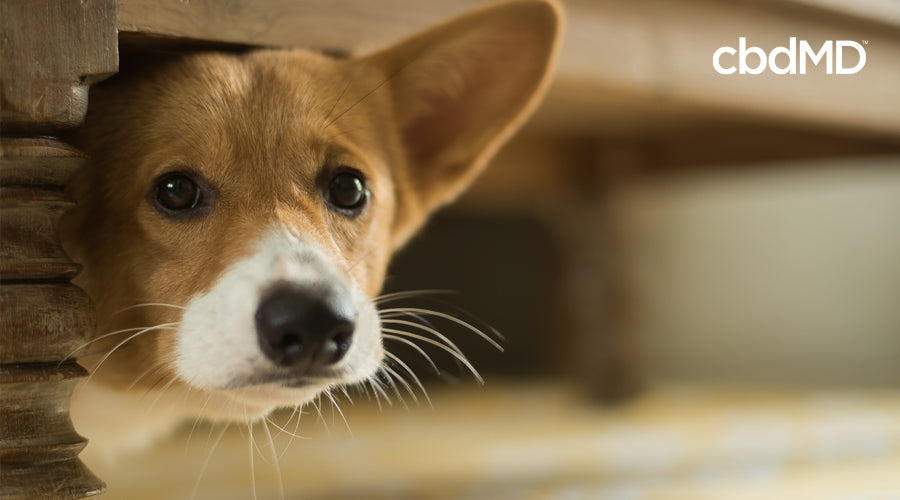 A scared looking Corgi pokes his head out from under a table