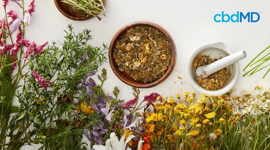 A wide range of herbs sit together with a mortar and pestle