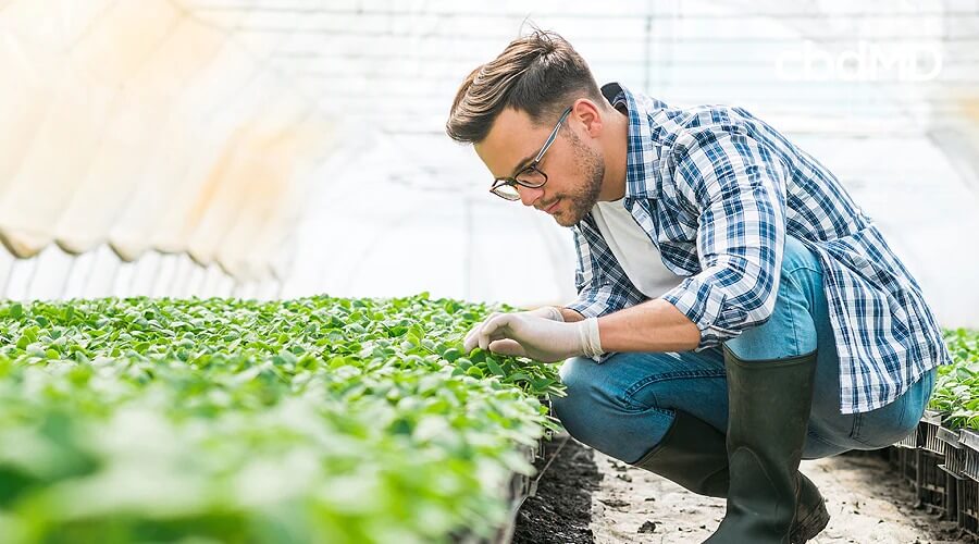 Um agricultor orgânico com uma camisa xadrez azul e botas de borracha altas verifica o progresso do crescimento de plantas jovens de cânhamo