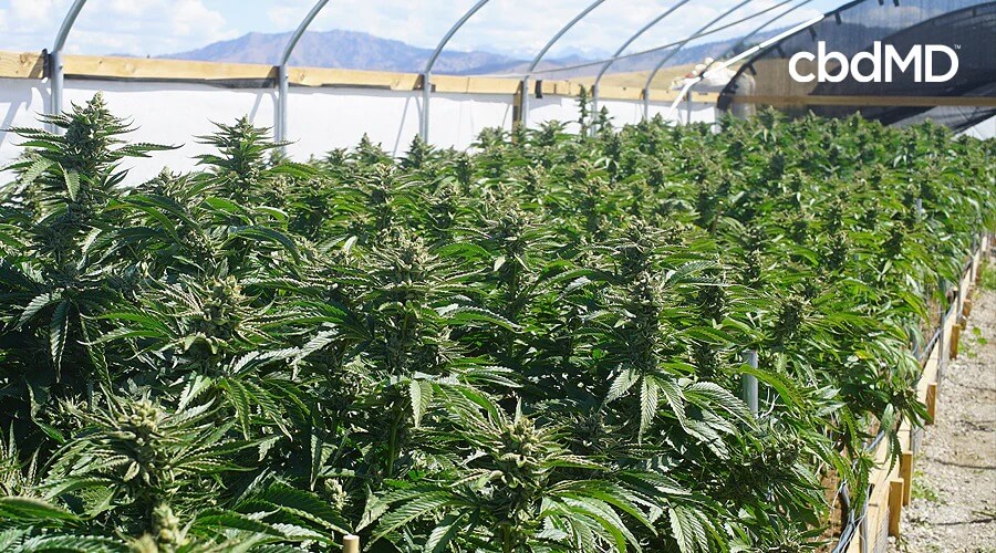 A large farming operation houses long lines of mature hemp plants