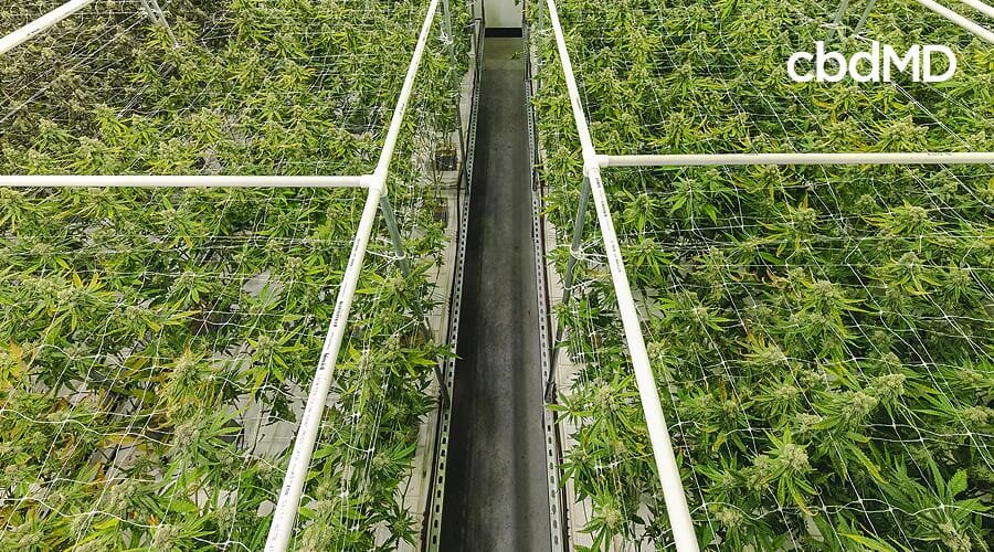 Two large areas of healthy hemp plants are separated by a wide row