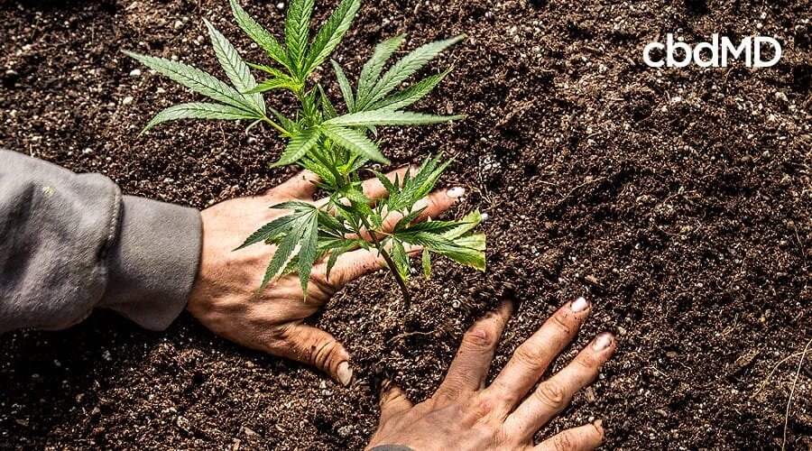 A pair of hands pats down the soil around a growing hemp plant