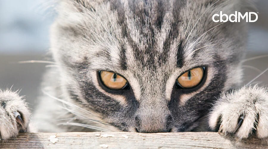 A grey and black cat peeks over the top of a wooden fence