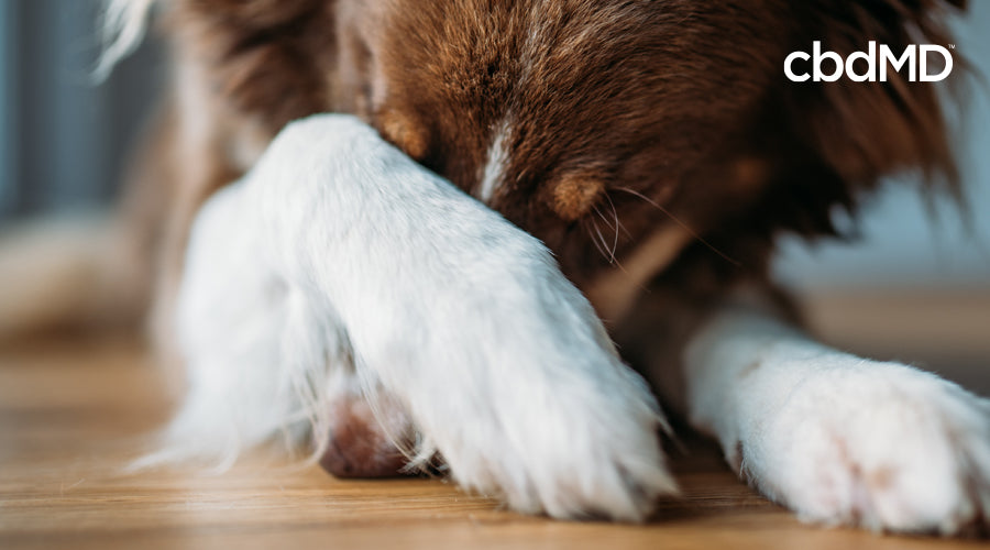 A white and brown dog sits on a floor with a paw over his face