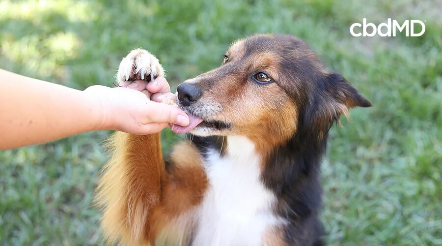 Um cachorro marrom, preto e branco com pêlo longo lambe a mão de uma pessoa que o alimenta com guloseimas de CBD