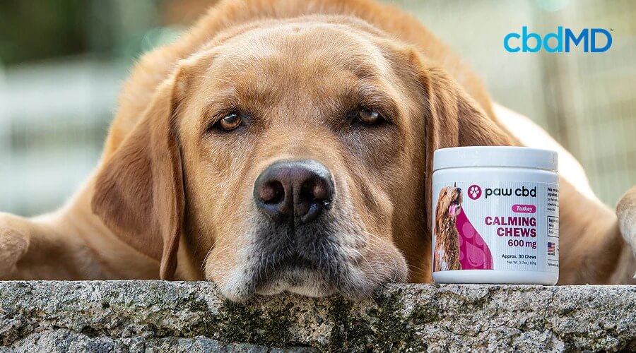 An old golden retriever lays with his head on a stone step next to a jar of cbd calming chews from paw cbd