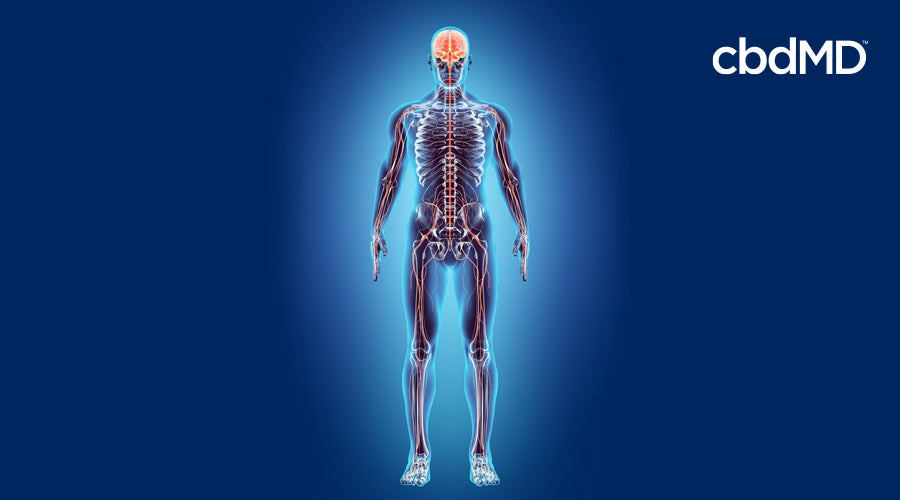 How Can I Strengthen My Endocannabinoid System?