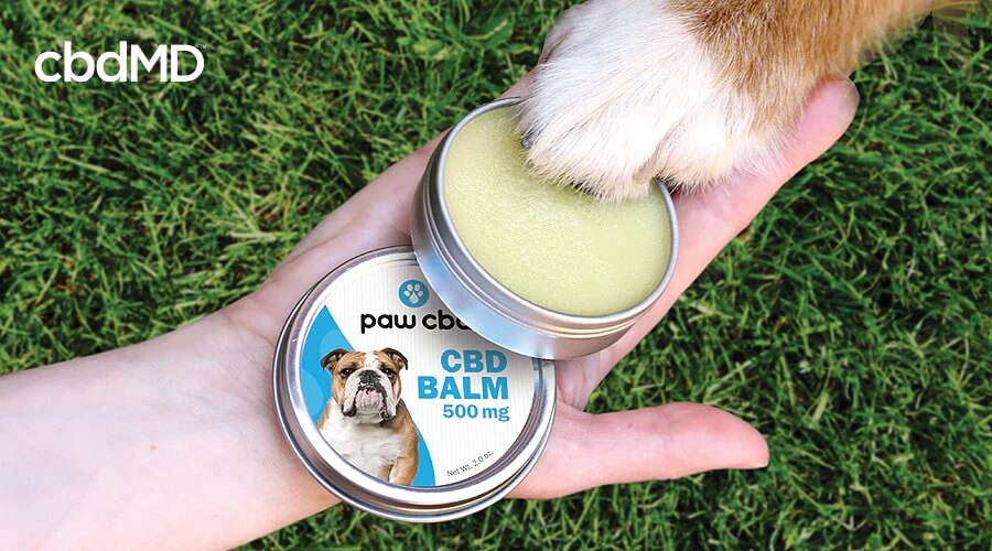 A human holds out paw cbd balm for dogs as a dog puts his paw onto the open can