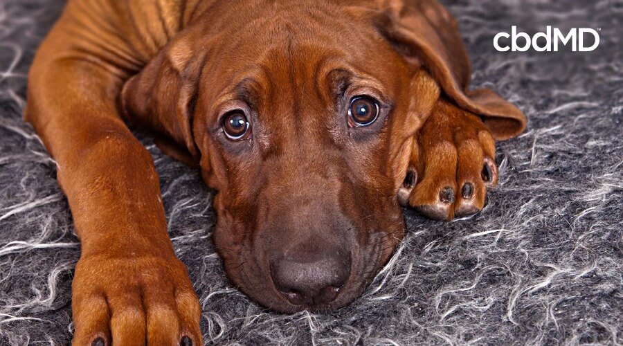 A dark brown basset hound lays on a fuzzy rug looking up