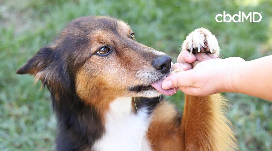 A brown collie puts up his paw and takes a treat from his owner