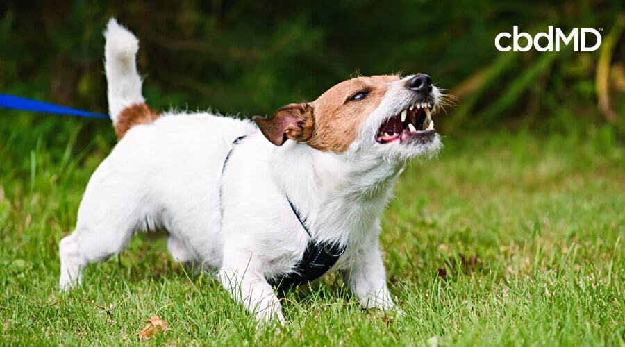 A jack russell terrier on a harness leash bares its teeth and growls in the grass