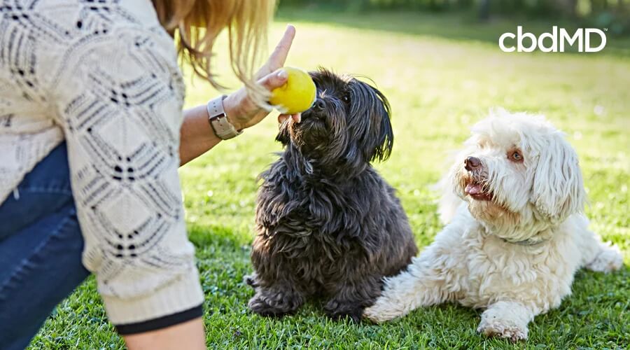 A black dog and a white dog sit in a park as their owner holds a ball infront of them