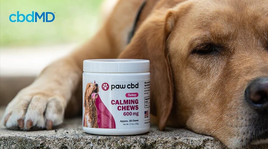 A dog lays beside a bottle of cbd calming chews from cbdmd