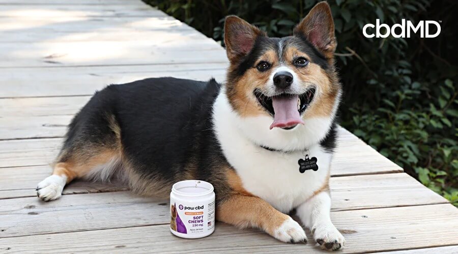 Un corgi marrón y blanco yace en una terraza junto a una tina de masticables suaves de cbdmd