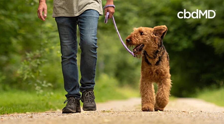 A curly haired brown dog walks beside his owner in the park