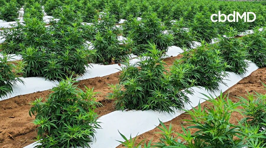 Row upon row of cannabis plants sit growing in a large field