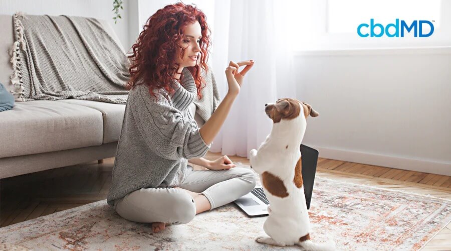 Uma mulher ruiva está sentada em seu tapete e oferece uma guloseima para seu cachorro, que fica em posição de sentido