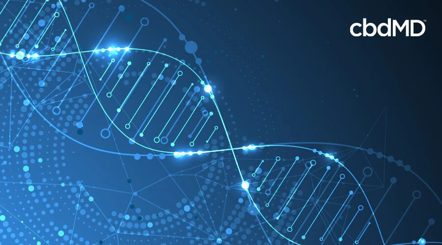 A blue and white depiction of a DNA molecule stretching across the image