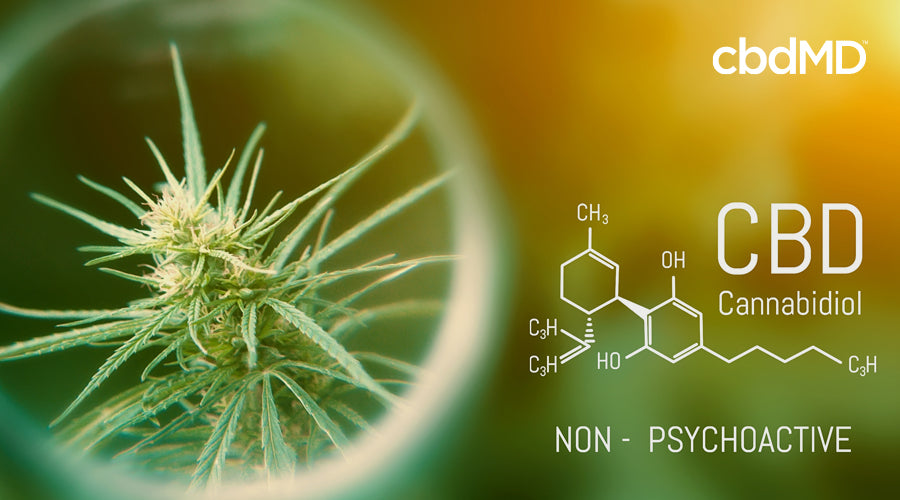 A cannabis plant surrounded by a bright corona sits on a blurred gold background next to a molecular diagram of cbd