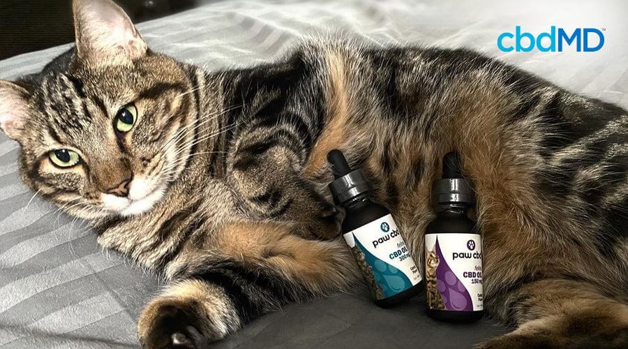 Un gato atigrado gris y marrón yace de lado con botellas de tintura de cbd para gatos de cbdmd contra él